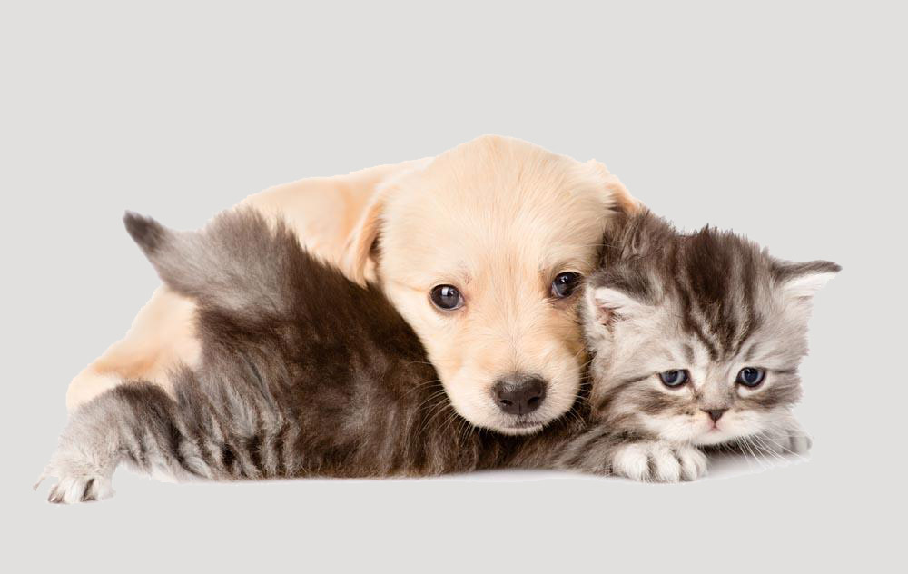 leches maternizadas para perros y gatos